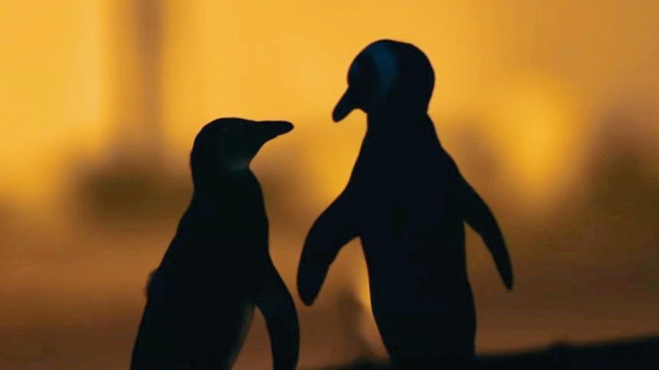 Pic/@Penguinstothepeople