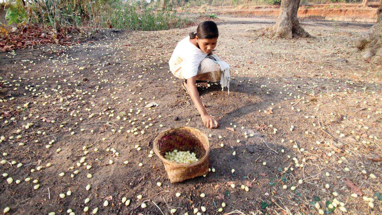 A resident of a tribal village in Bolangiri, Odisha, picks mahua flowers to brew liquor. James McHugh says Buddhist monks and nuns, forbidden to take liquor, were permitted sugary “medicines,” namely honey (madhu) and sugarcane syrup (phanita), along with oil, ghee, and butter during the hours when otherwise they had to fast. Monks were also permitted several sugary fruit juices, although the juice of mahua flowers (madhukapuppharasaṃ) was specifically disallowed, presumably owing to its associations with liquor. Pic/Getty Images