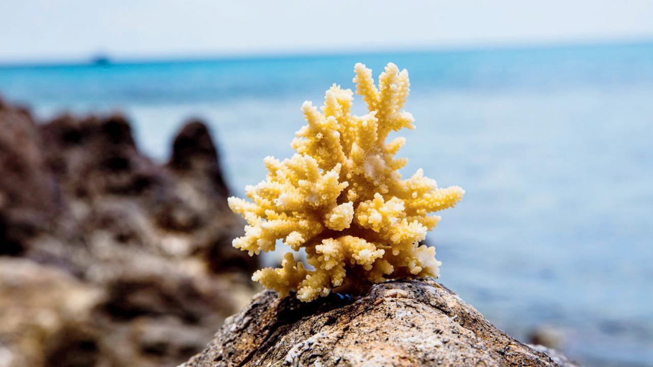 Customs officials seize live corals smuggled in from Dubai