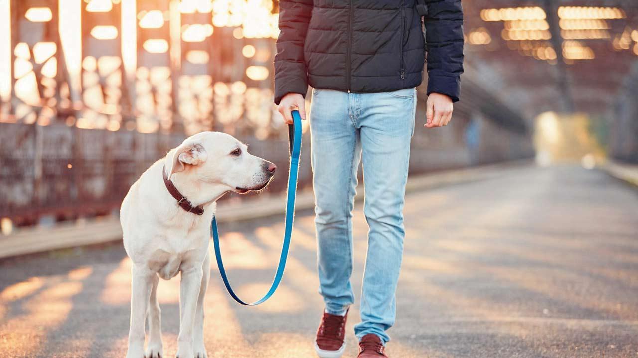 NMMC drive to encourage dog owners to get a licence