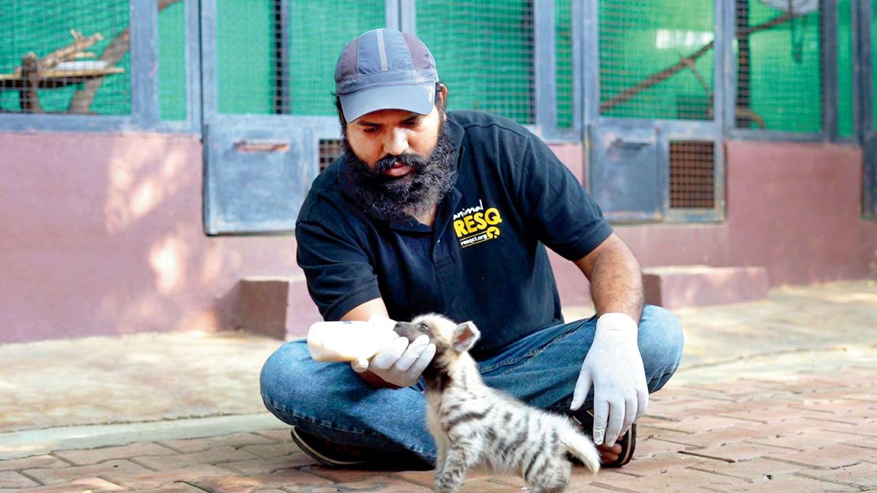 The female cub was rescued a year ago in Nashik. Pics/RESQ CT