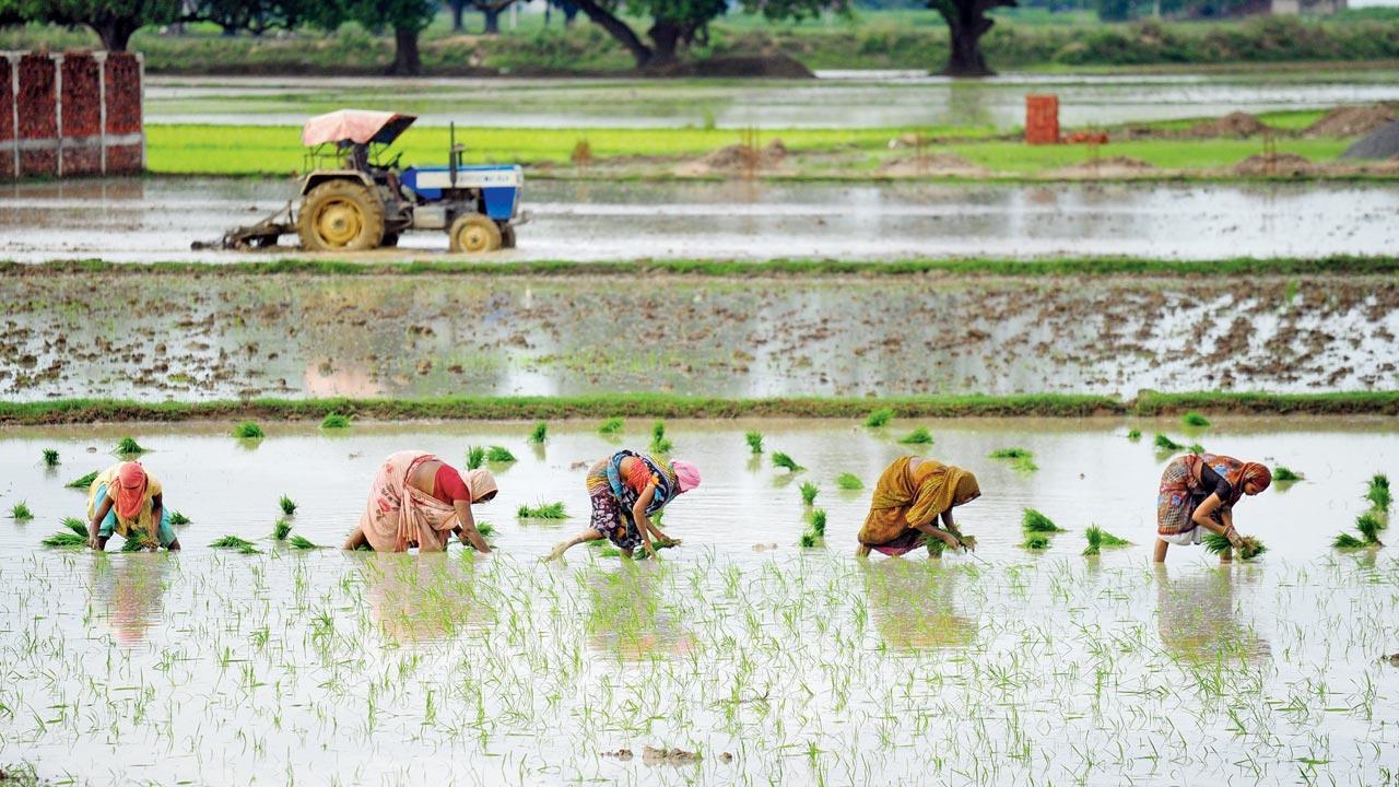 India likely to see normal monsoon for 4th year on trot: IMD