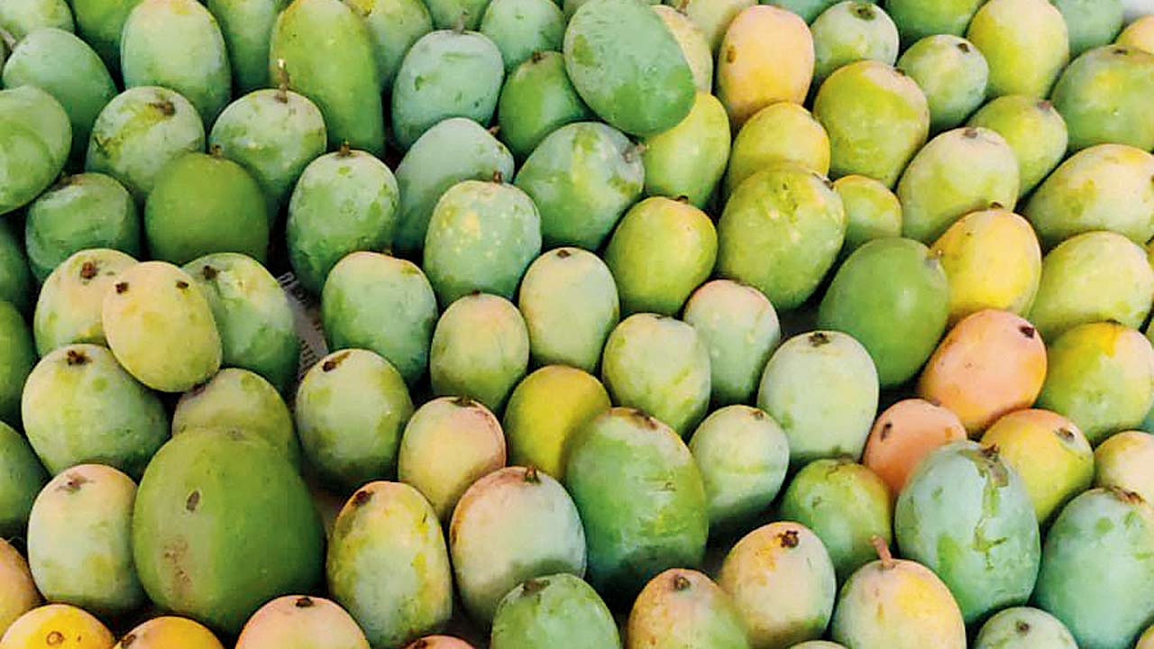 Kesar mangoes sourced by Ruchi Jayantilal Soni