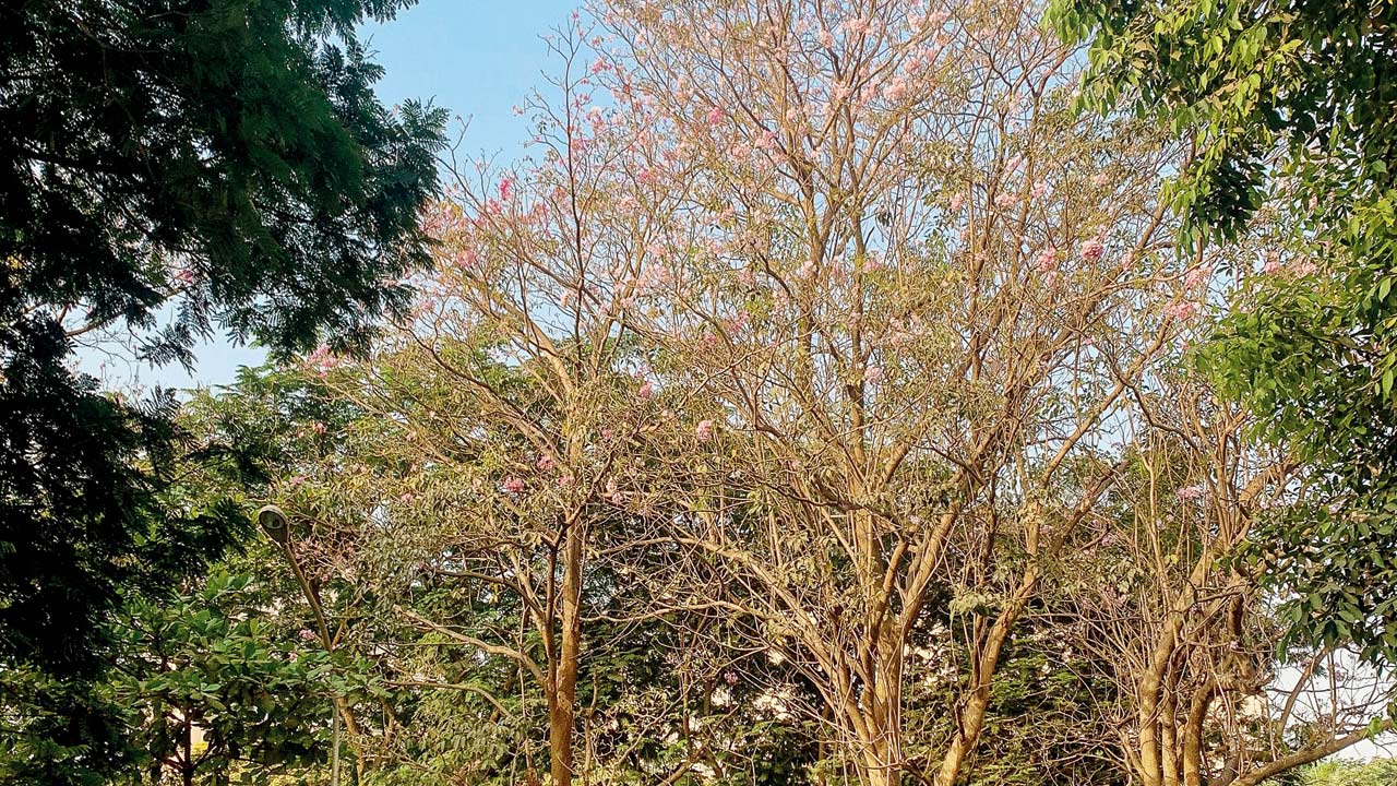 Seawoods, Palm Beach Road. Pic Courtesy/MS Gopal
