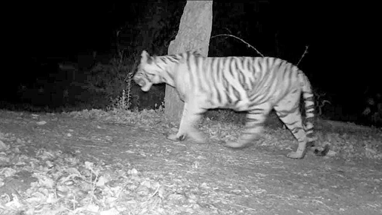Maharashtra: Abandoned tiger cub defies common belief, thrives in Brahmapuri