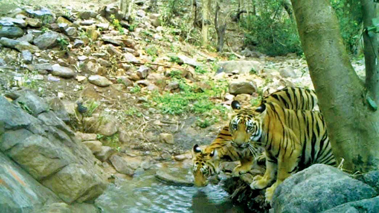 Siblings S1 and S2 drinking water