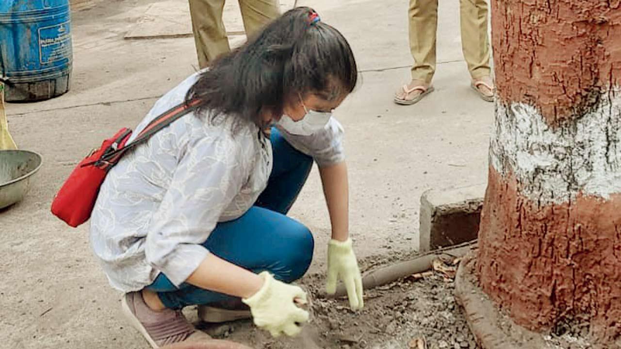 Around 1,000 trees breathe in Mumbai, as posters, nails, concrete removed from around them