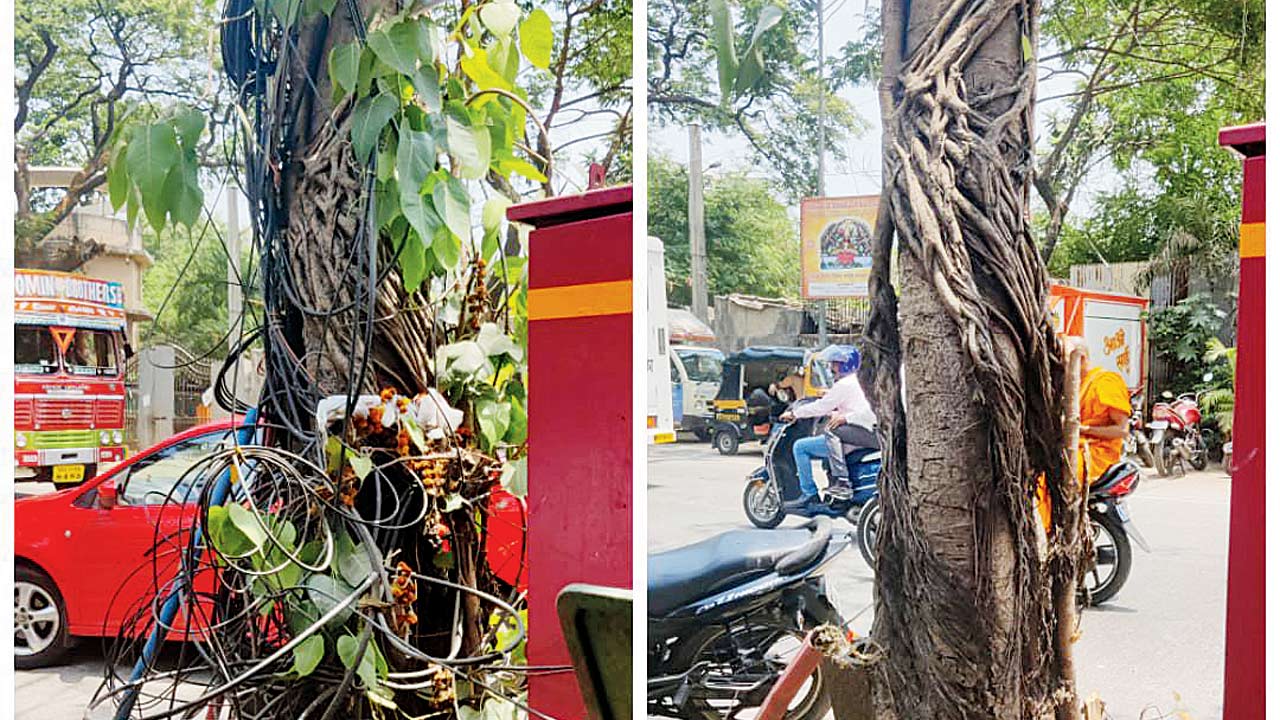 A before and after image of a tree free of its fetters