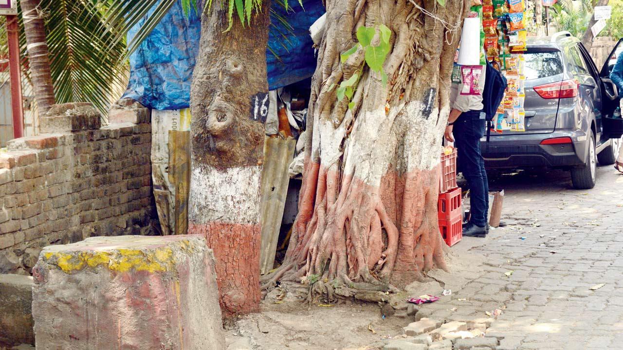 BMC drive to free trees of torture at their base