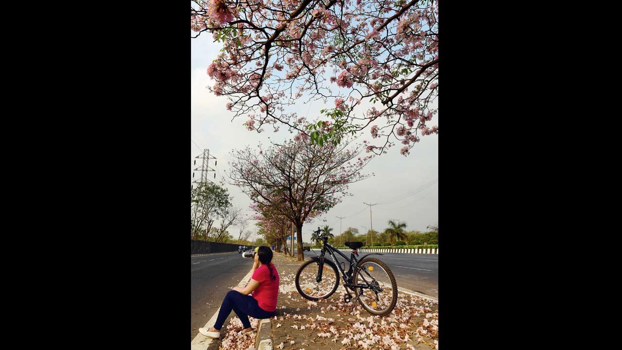 Bombay Blossoms