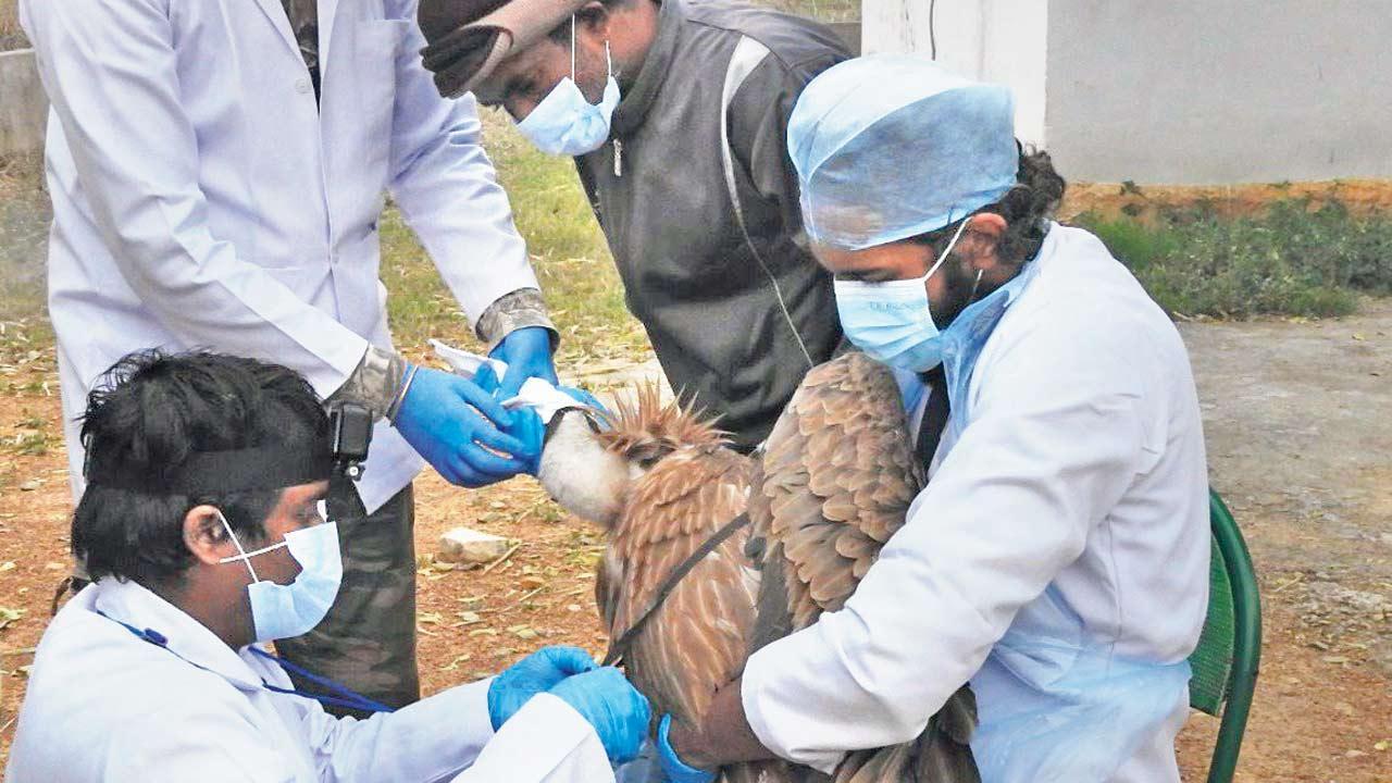 Crossing Mt Everest, tagged Himalayan vulture enters China