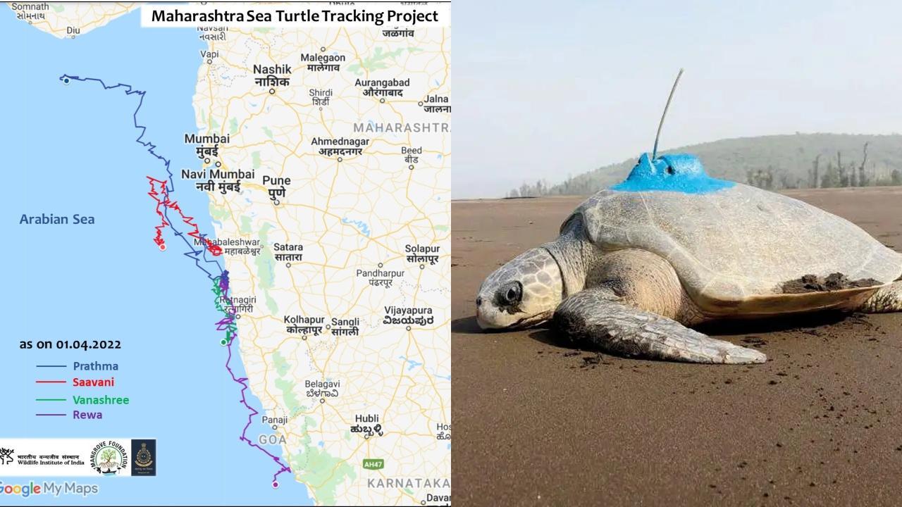 Tagged turtles reach Gujarat, Karnataka from Maharashtra