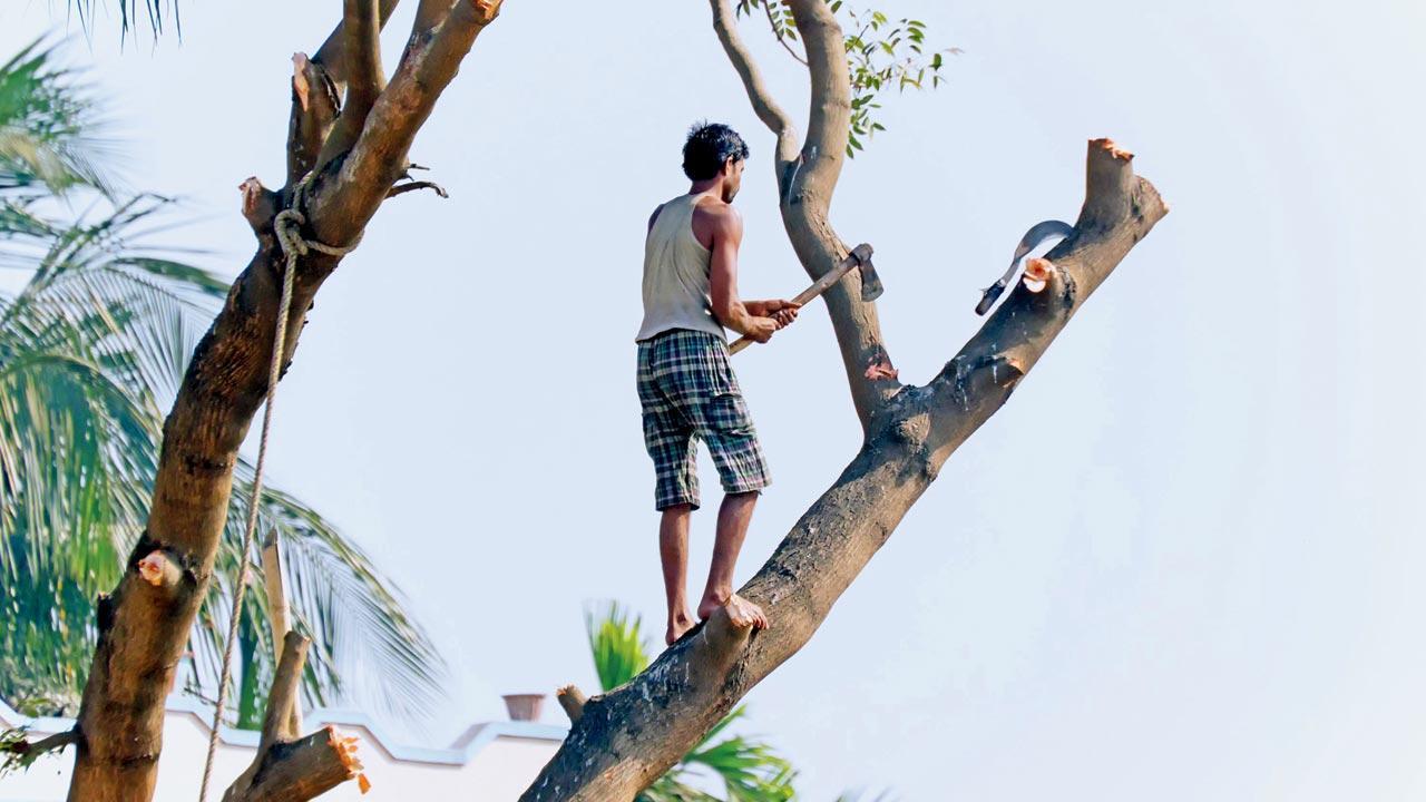 2,650 societies get BMC notice to trim all trees