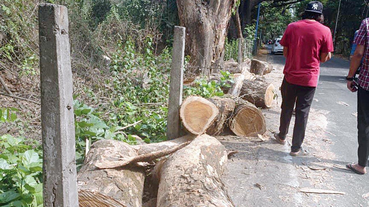 ‘BMC cut tree without public notice’
