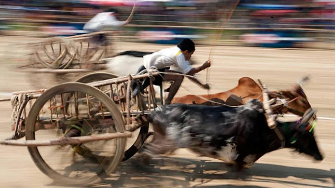 Maharashtra govt issues resolution to withdraw cases against organisers of bullock cart races