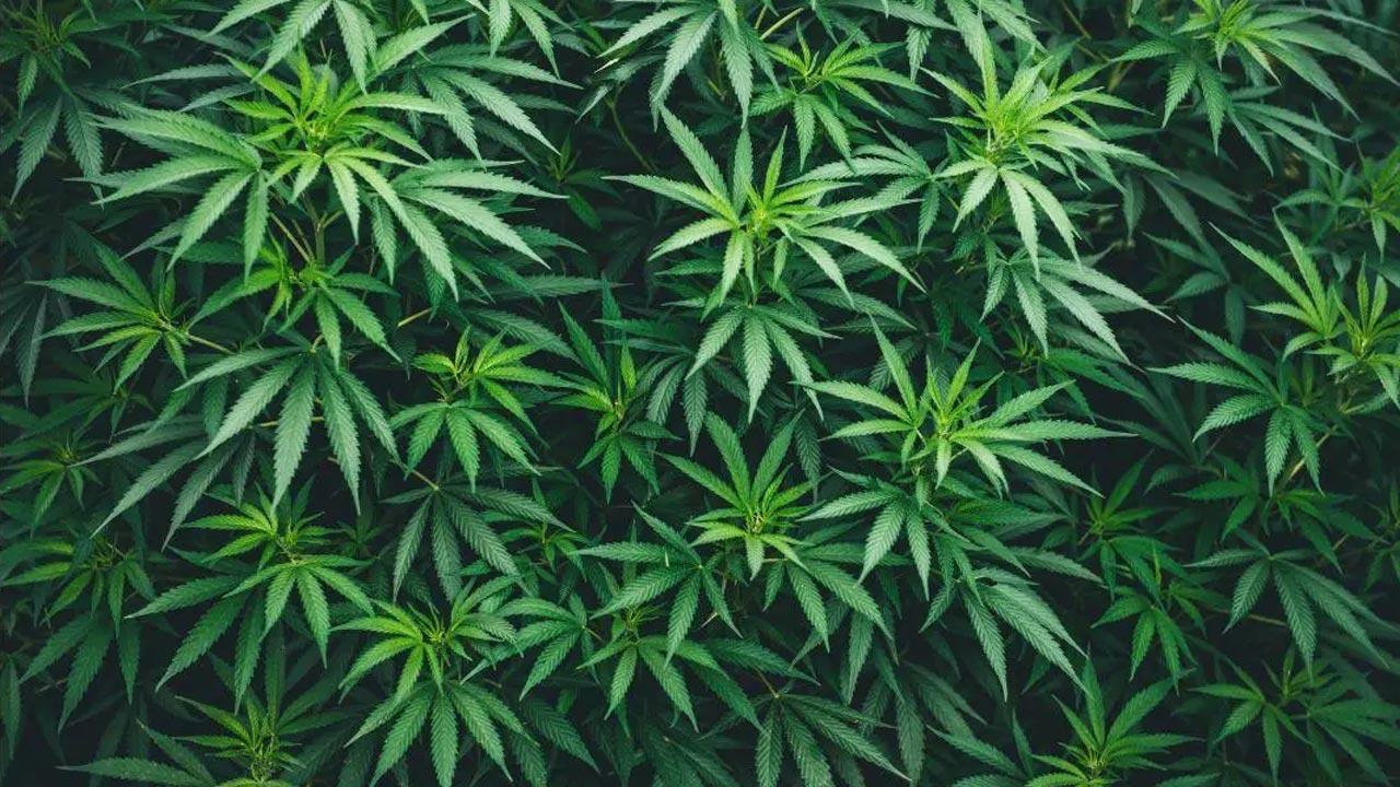 Himachal Pradesh: Police destroys cannabis worth over Rs 16 crore in Kullu