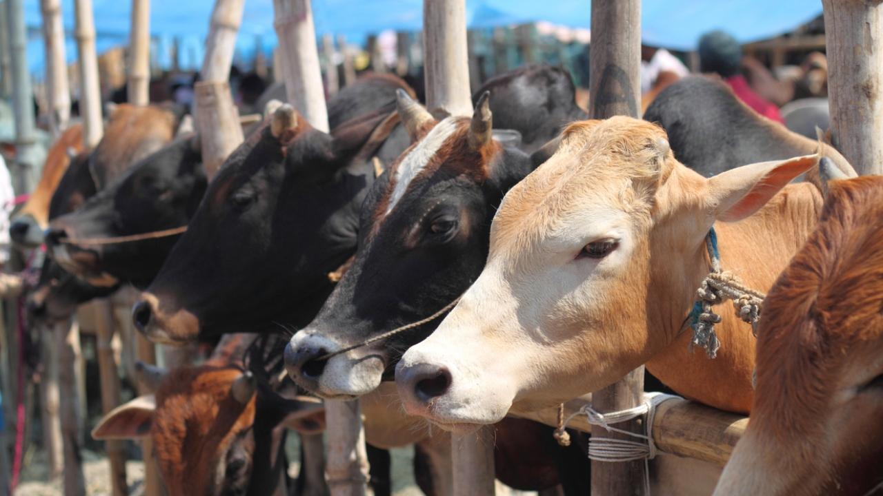 38 cows killed in fire at cow shelter in Uttar Pradesh's Ghaziabad