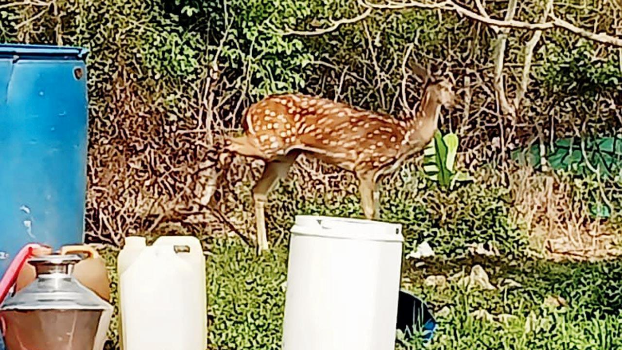 Spotted! Deer liking Aarey more, say locals