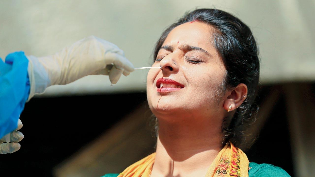 A healthcare worker collects a swab sample in Jammu on Friday. Pic/PTI