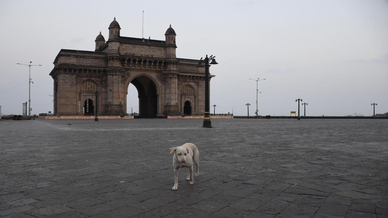 2020: This lone dog at the Gateway of India seems to be asking ‘where everybody went?’ on April 14, 2020, with not another soul in sight at the usually jam-packed precinct. Pic/Ashish Raje