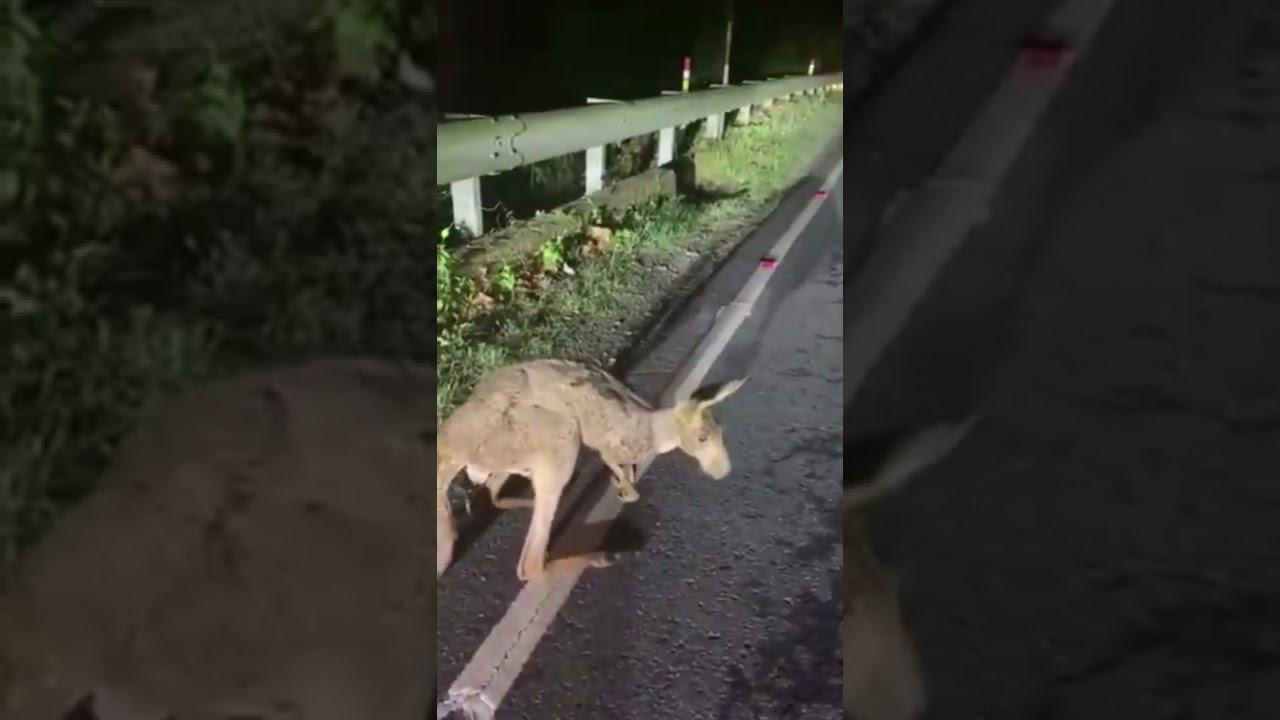 3 Kangaroos Rescued From 2 Locations In North Bengal’s Jalpaiguri District