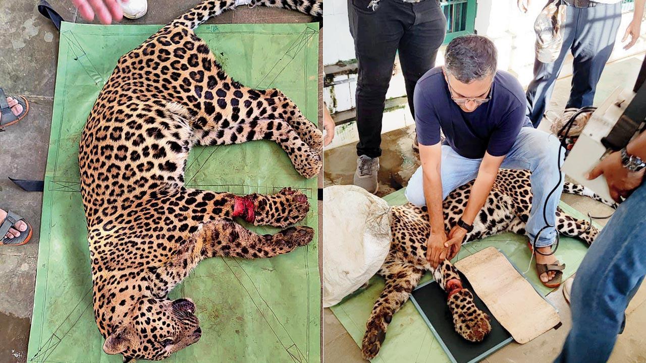 Leopard saved from snare may take weeks to recover