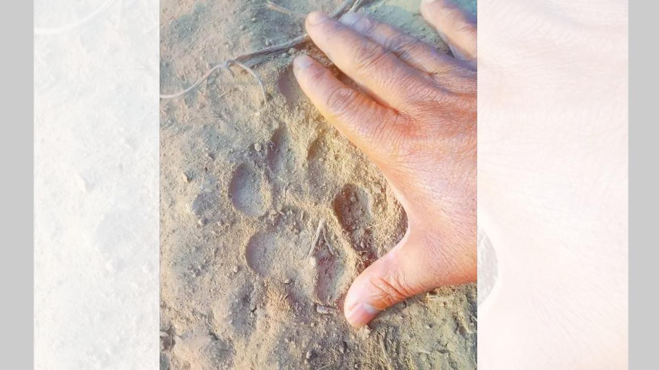 Leopard in Gorai-Manori area is still on the loose, says activist