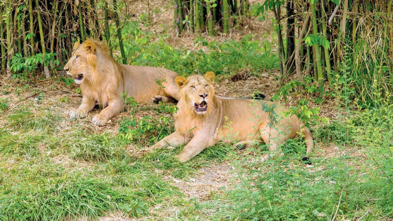 Mumbai: Sanjay Gandhi National Park may finally get new pair of lions from Gujarat