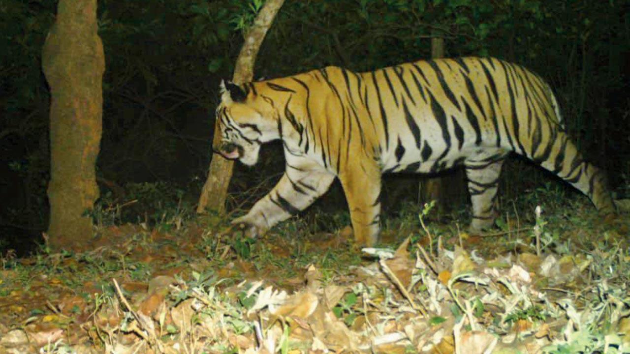 Maharashtra: Tiger spotted at Radhanagari sanctuary near Kolhapur, fourth sighting in a decade