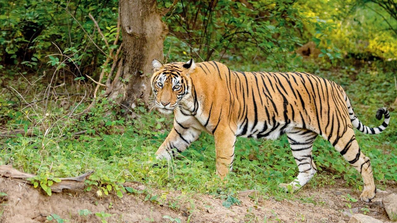 Soon, 2 tigresses from Chandrapur to be released in Nagzira in the ...