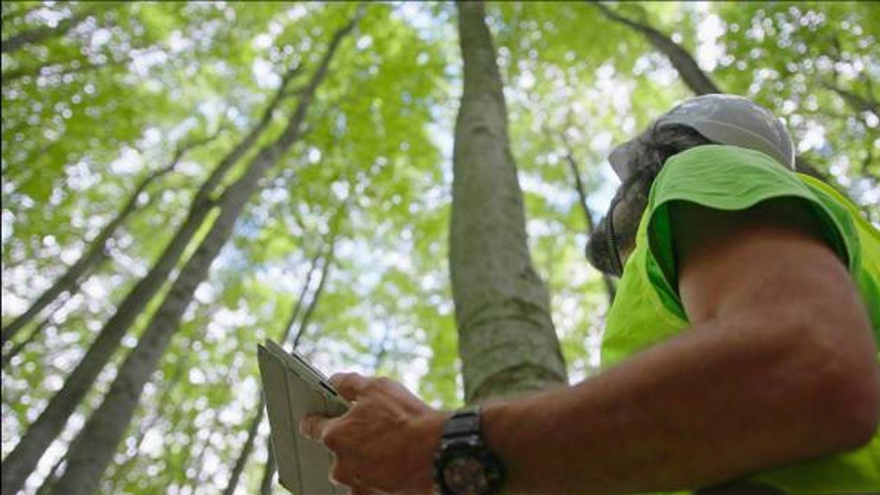 Centre announces task force for 'synergies' between forest policy, forest act, agro-forestry