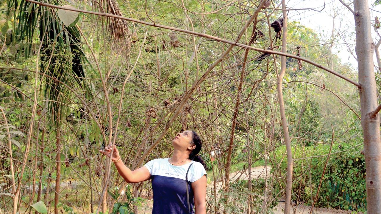 Preeti Ghanekar, who was part of the citizen’s group that spearheaded the Mulund Micro Forest project, which involved creating a Miyawaki forest inside a 100 sqm plot in BMC’s Raosaheb Ramrao Patil Garden at Hari Om Nagar, Mulund East, shows the withered trees on the stretch. The BMC had taken over its upkeep last year. Pic/Satej Shinde