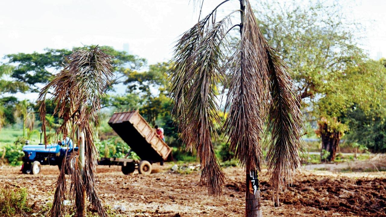 In April 2017, over 25 trees that were uprooted due to the Metro 2A construction and transplanted to a plot in Aarey, had died suddenly. Locals had alleged that the trees weren’t being watered on a regular basis.  File pic