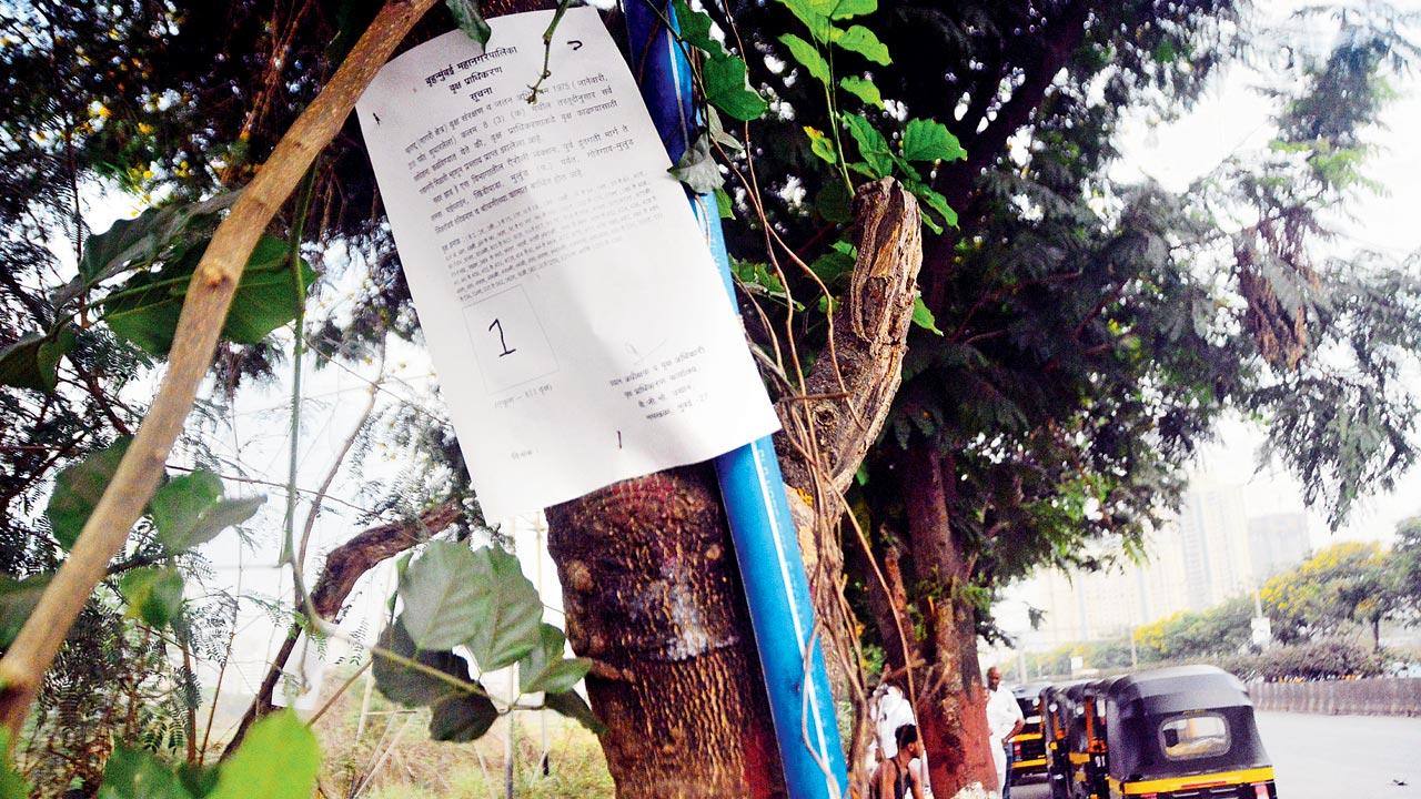 Around 1,000-odd trees along the Goregaon-Mulund Link Road are set to be axed for a proposed road-widening project. Environmentalists feel that infra projects should be designed around trees. Pic/Sameer Markande