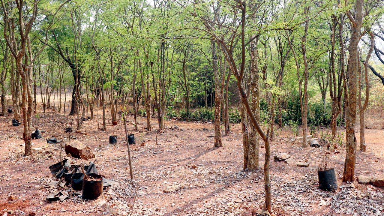 A plantation site in SGNP has young trees scattered throughout the patch. Pic/Anurag Ahire