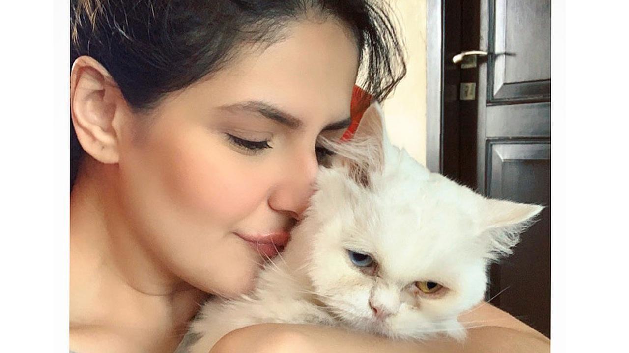 'Eid Ho Jayegi' actress Zareen Khan on being pet mom to six cats