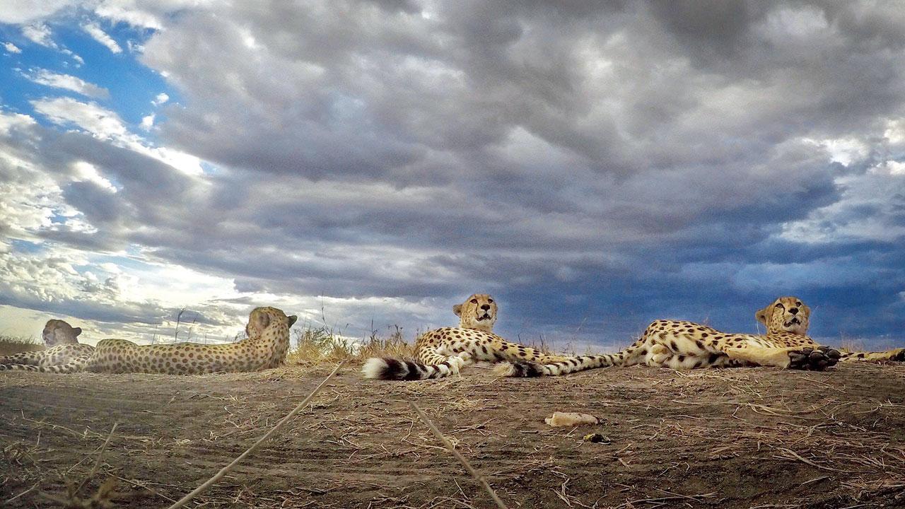 ‘Better to have gone with Asiatic lion than African cheetah’