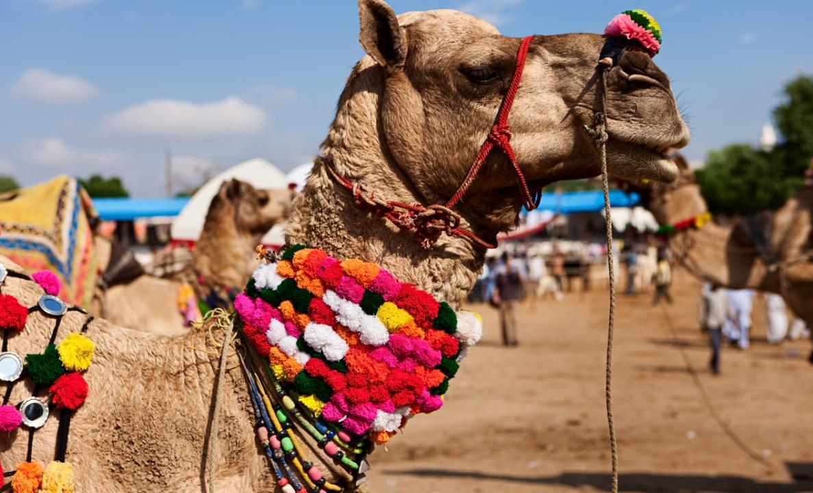 Lumpy disease: Rajasthan govt bans animal fairs