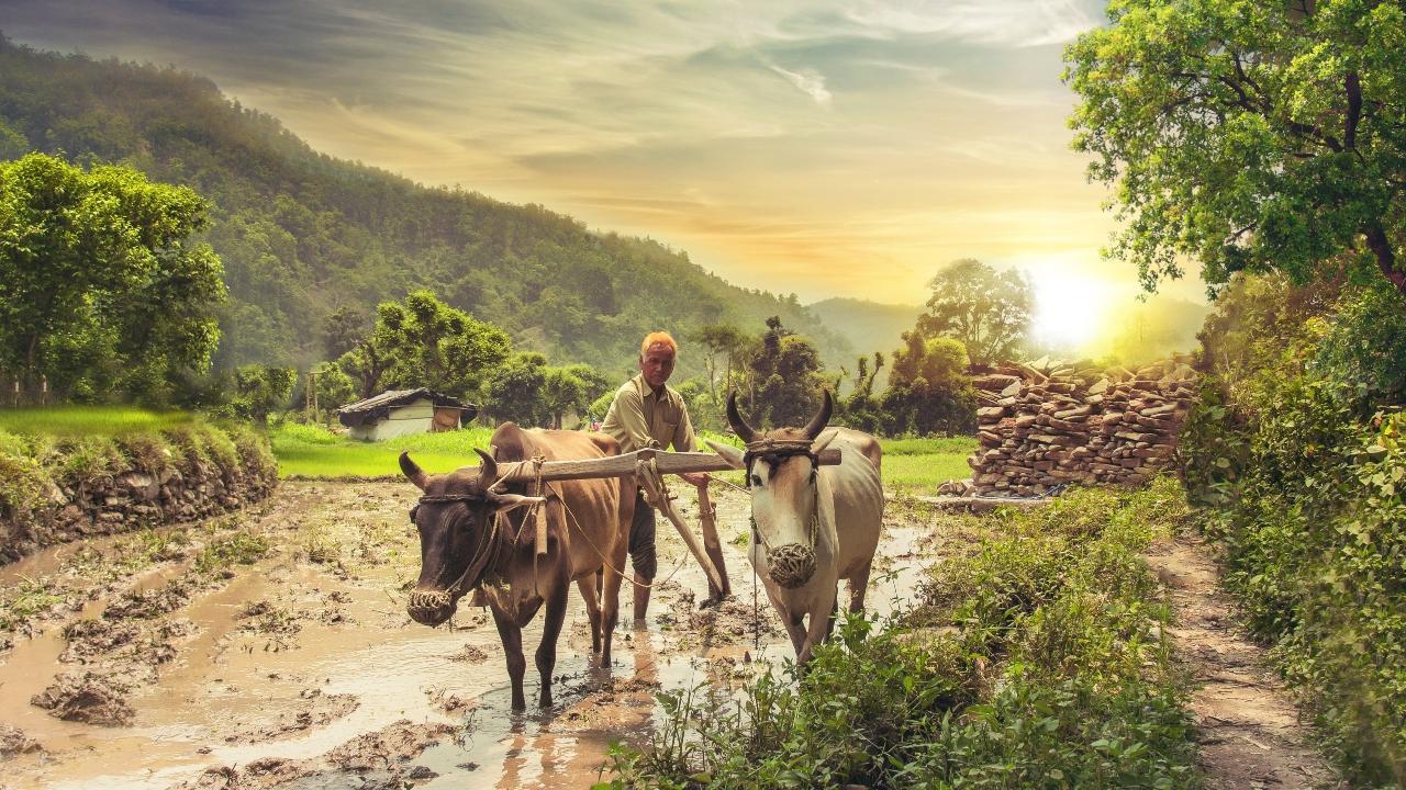 Maharashtra: Govt to double compensation for rain-hit farmers