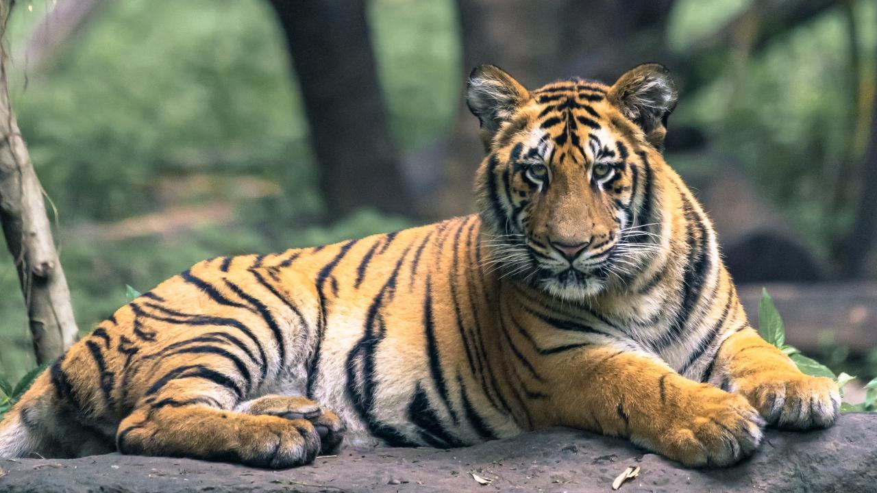 Maharashtra: Tiger found dead on railway track in Chandrapur