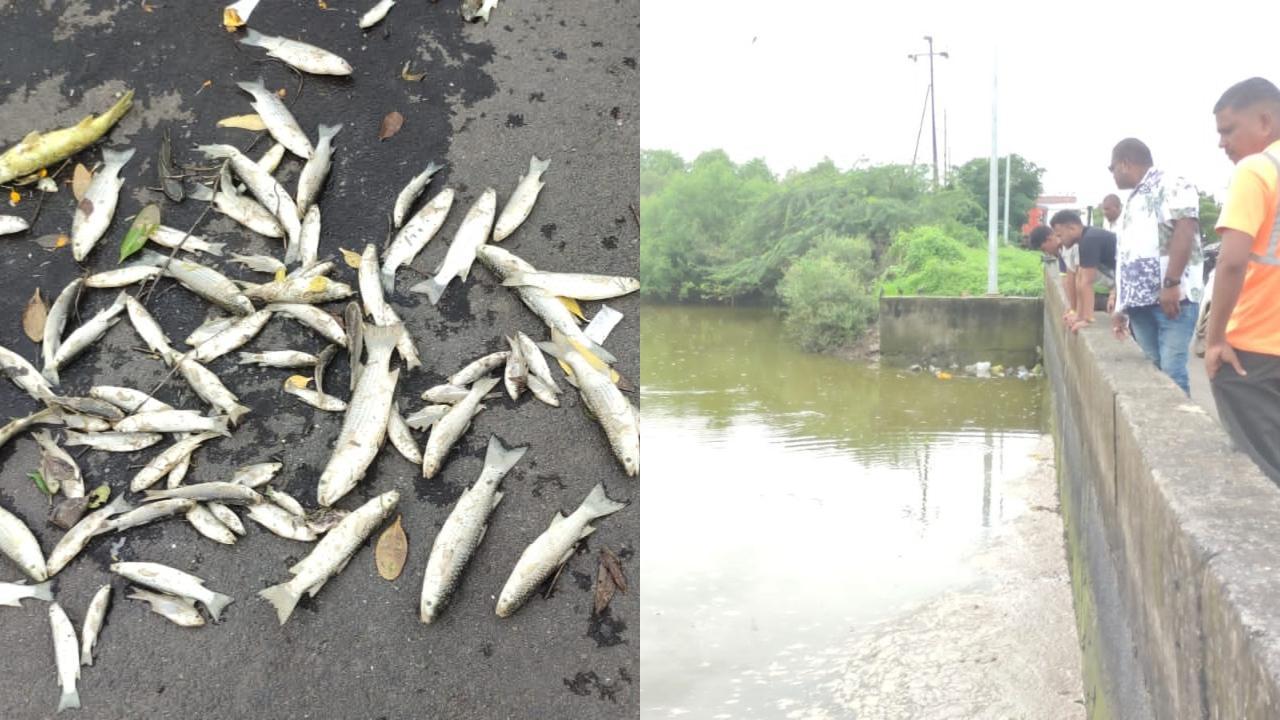 Navi Mumbai: Fishes found dead in Uran creek; MPCB files FIR