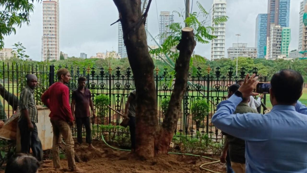 Mumbai: Tree planted by Bal Thackeray falls in heavy rains, BMC officials replant it at same spot