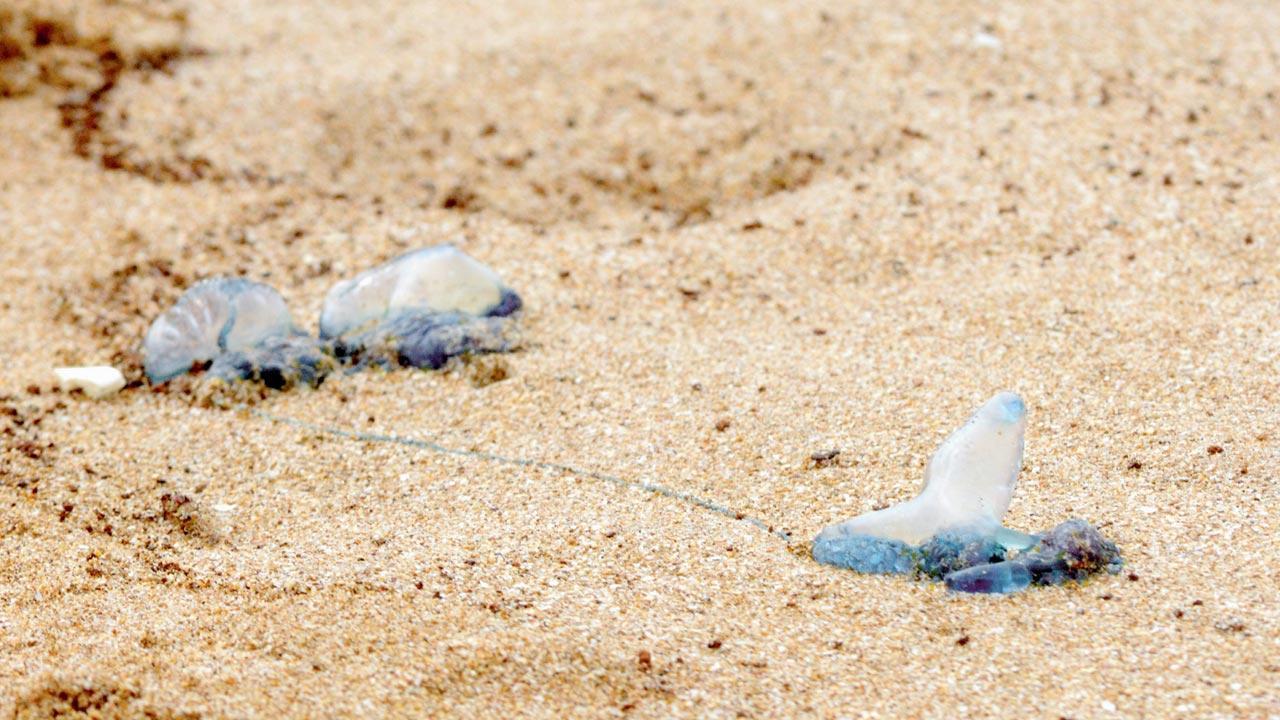 Mumbai: Beach-goers, steer clear of beautiful bluebottle jellyfish