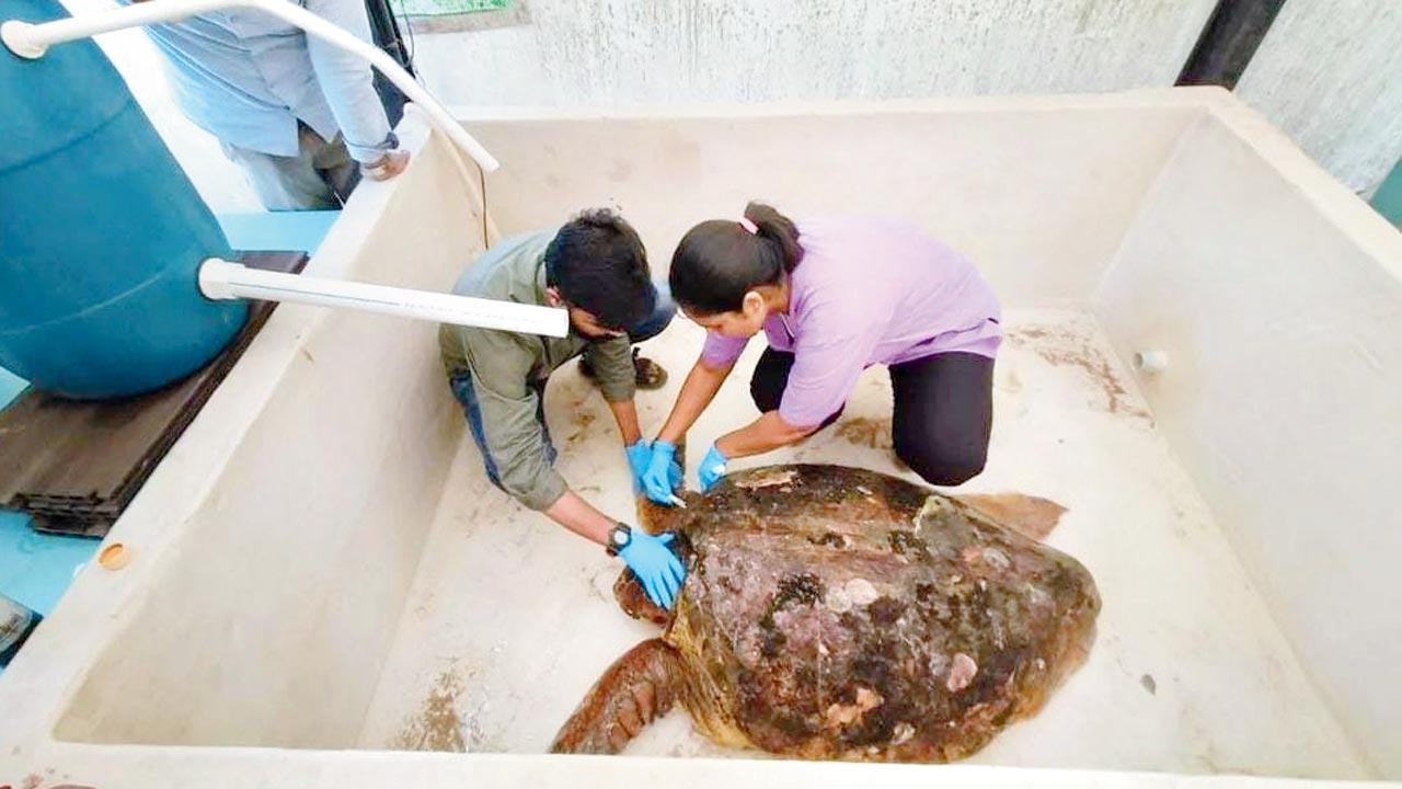 Mumbai: Big-headed sea turtle rescued from Madh
