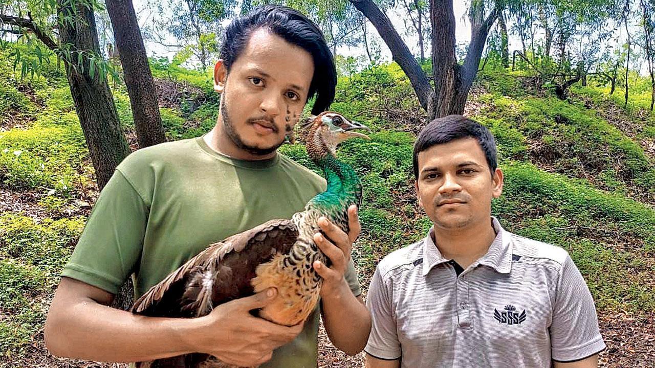 Mumbai: Over 100 reptiles, 12 birds rescued in July