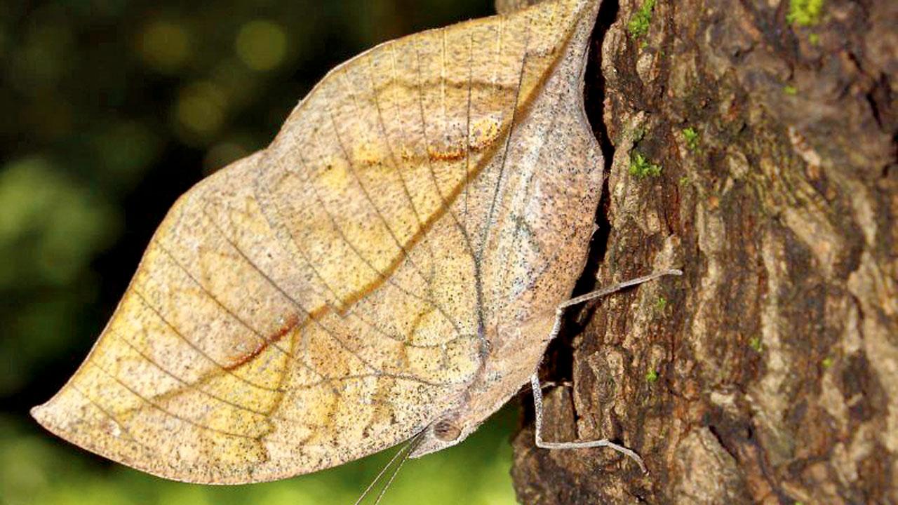 Blue oakleaf. Pics Courtesy/Asif Khan