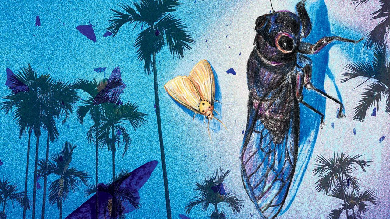 How this illustrator got inspired to study moths