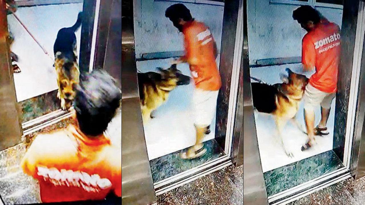 Big dog bites delivery man's crotch at Panvel high-rise