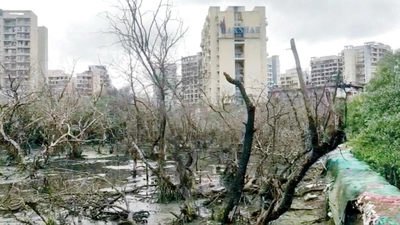 Bunds have been created to block the flow of tidal water to mangroves near a residential area in Kamothe