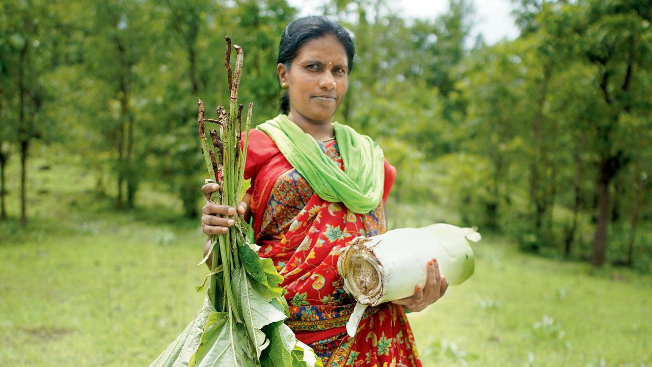 Vanita, a tribal from Palghar, harvests kavdar or wild banana stem and sapud (hathikana), a rare find